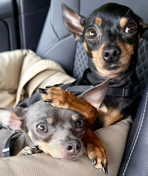 Russkiy Toy Terrier (kleine Rasse) suchen gemeinsames Zuhause
