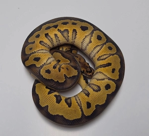 Königspythons adult, subadult, baby NEU