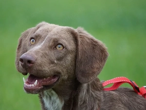 Lola sucht ihr Zuhause