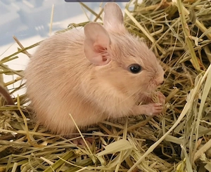 Degu Junge Sand