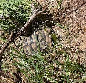 Landschildkröten