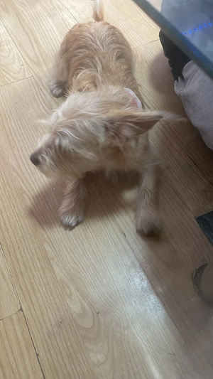 Süsse hundedame 