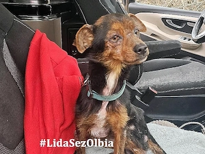 Carmelino sucht sein Zuhause (noch auf Sardinien)