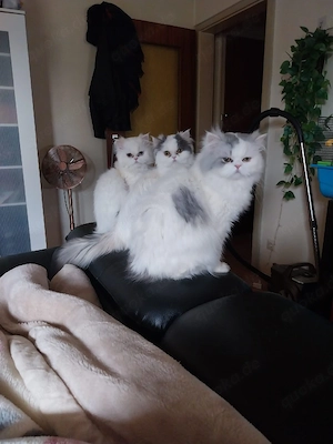 Perser Pärchen