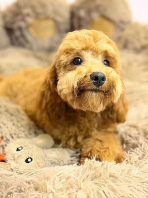 Ein fröhlicher Cockapoo-Hund
