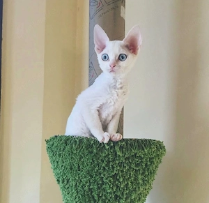 Süße Devon Rex  Bild 5