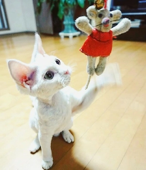 Süße Devon Rex  Bild 3