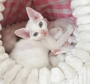 Süße Devon Rex  Bild 4