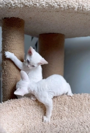 Süße Devon Rex  Bild 2
