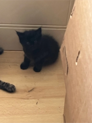 Langhaar Kurzhaar Mix kitten kätzchen 