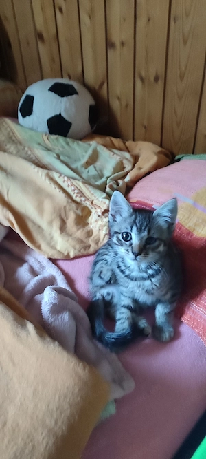Abgabebereit ! Katzenbaby  Heilige Birmamix