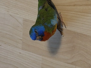 Glanzsittich Pärchen