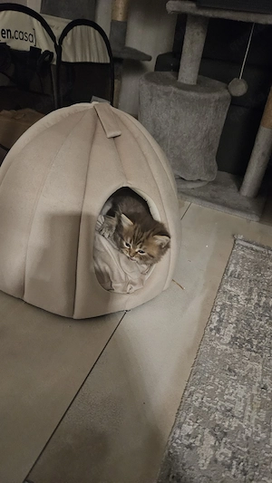 9 wöchige katzen babys