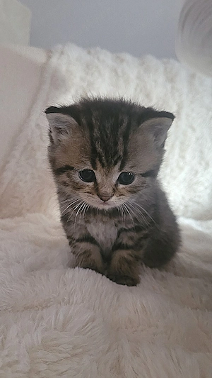 Chinchilla-Perser   BKH Kitten
