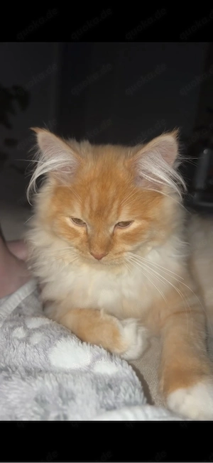 Kater zu verkaufen
