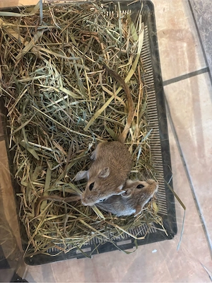 Rennmaus, mongolische Wüstenrennmaus, Gerbil Nachwuchs 
