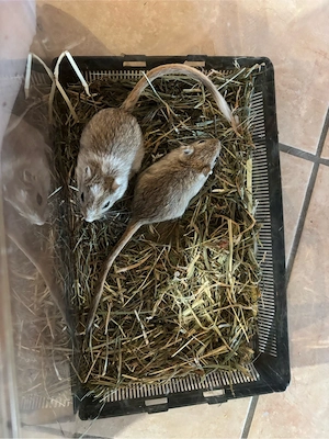 Rennmaus, mongolische Wüstenrennmaus, Gerbil Nachwuchs 
