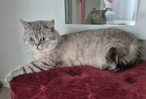 Deckkater BKH,5 Jahre alt