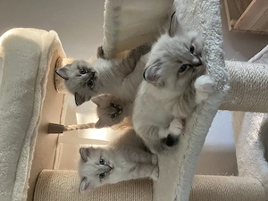 Ragdoll Kitten Kätzchen ab dem 27.06. abzugeben
