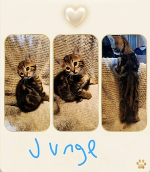 Zuckersüße, BKH-Kitten im edlen Classic Tabby  Look! 