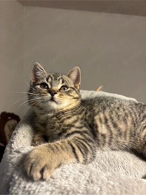 BKH mix Kitten 