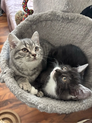 BKH mix Kitten 