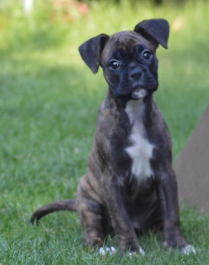 Reinrassige Boxer-Welpen