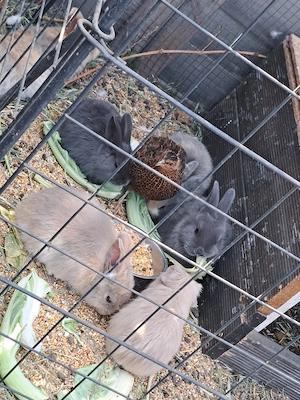 Verkaufe Meerschweine und Zwerg Kaninchen aus 2026