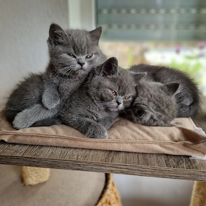 Reinrassige BKH Kitten