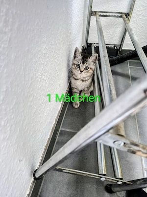 Süße  BKH Kitten zuverkaufen 