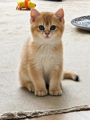 BKH Golden Chinchilla (ny11,12) Kitten mit Stammbaum Zucht geeignet!