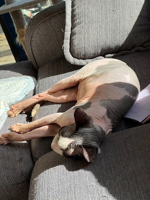 ca 6Jahre alter Sphynx Kater "Odin" abzugeben