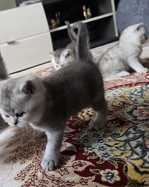Bebykatzen