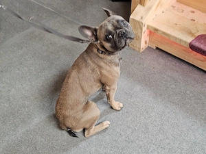 Französische Bulldogge