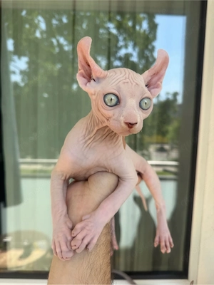 Sphynx Elf Baby Abgabebereit
