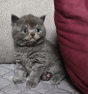 britisch kurzhaar bkh kitten 