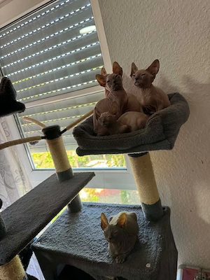 Donspynx.  Bild 3