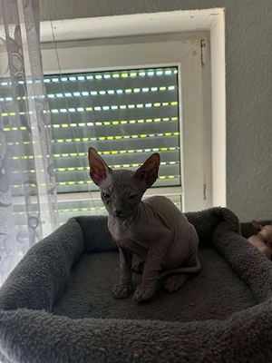 Donspynx.  Bild 8