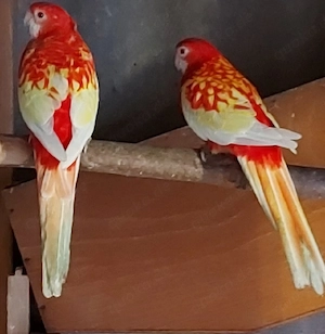Rosella Robino