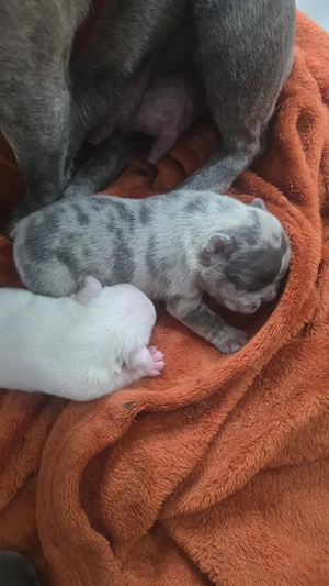 französische bulldogge welpe rüde 