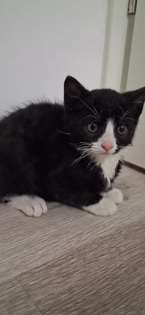 Babykatze Weiblich