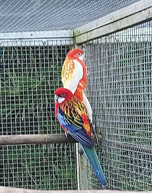 Prachtrosella Paar 