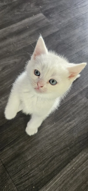 British Blue Point Kitten