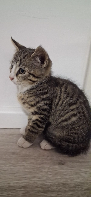 Babykatze Männlich 