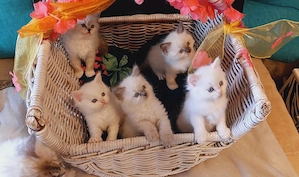 Ragdoll Kitten zum Verkauf