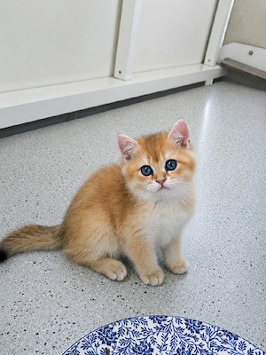 BKH Golden Chinchilla (ny11,12) Kitten mit Stammbaum Zucht geeignet!