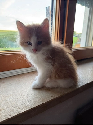 Maine Coon Mix Bärchen