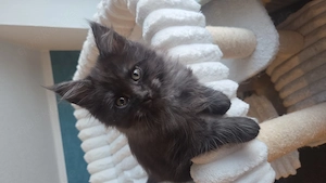 Süße reinrassige maine coon kitten suchen liebevolles Zuhause