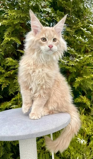    Wunderschöne Maine-Coon-Kätzchen suchen ein liebevolles Zuhause   