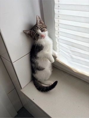 Drei zuckersüße Kitten (2 Monate) im Auftrag der Nachbarn abzugeben   Nur an erfahrene Hände!